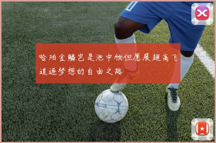 哈珀金鳞岂是池中物但愿展翅高飞追逐梦想的自由之路